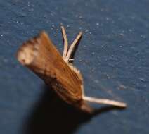 Image of Sod Webworm