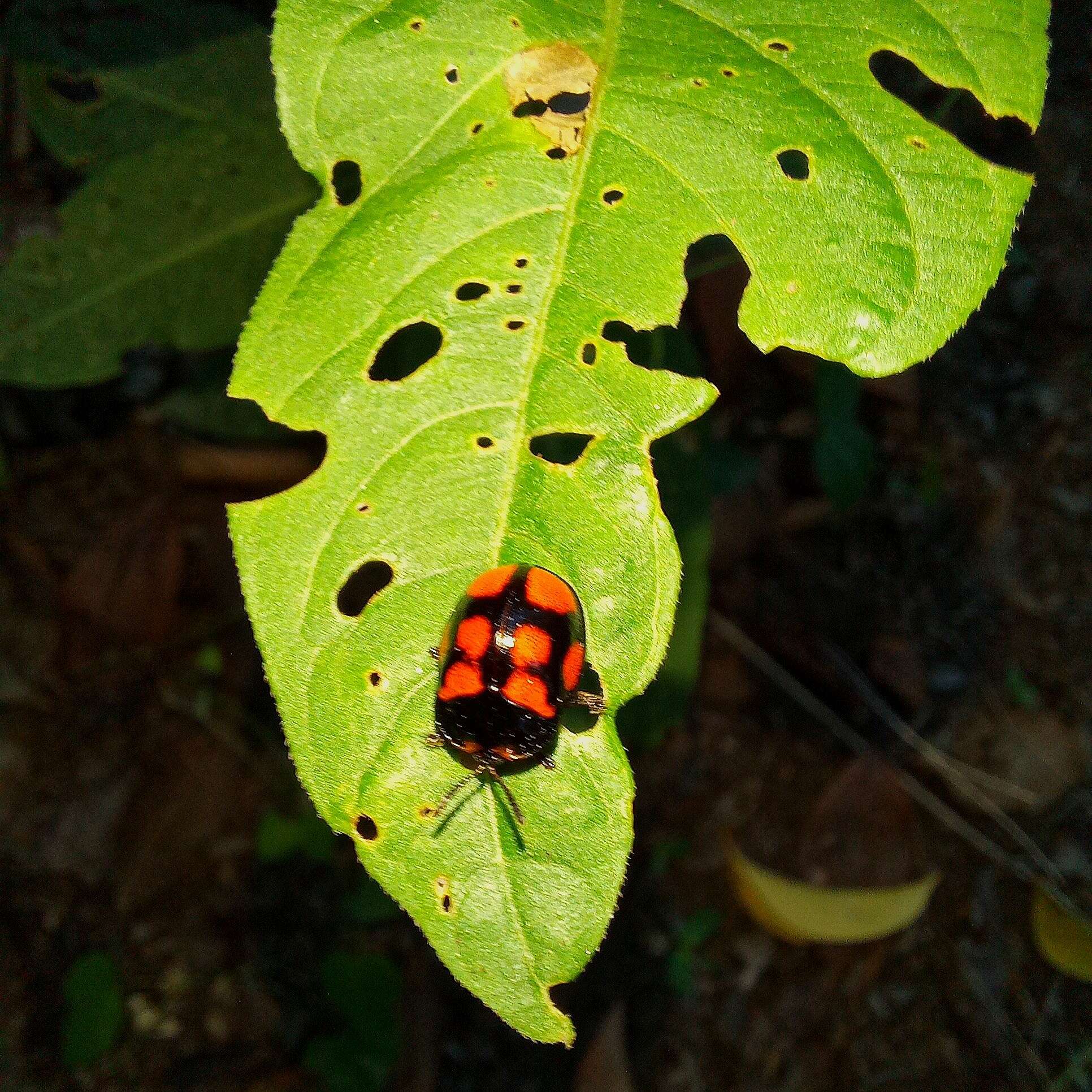 Image of Chelymorpha areata (Erichson 1847)