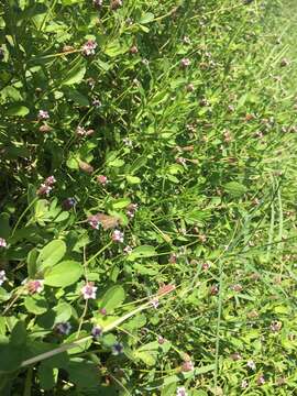 Image of Salt Marsh Skipper