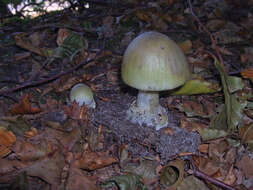 Image of Death cap