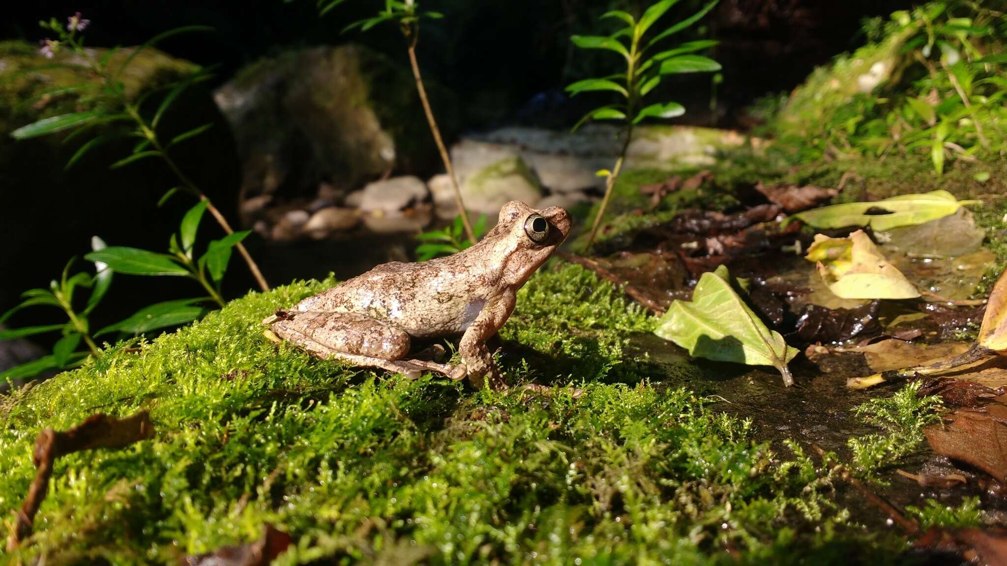 Image of Porthole Treefrog