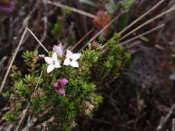 Plancia ëd Arcytophyllum vernicosum Standl.