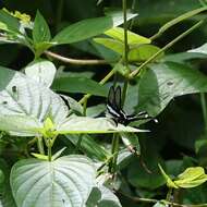 Image of Green Dragontail Butterfly