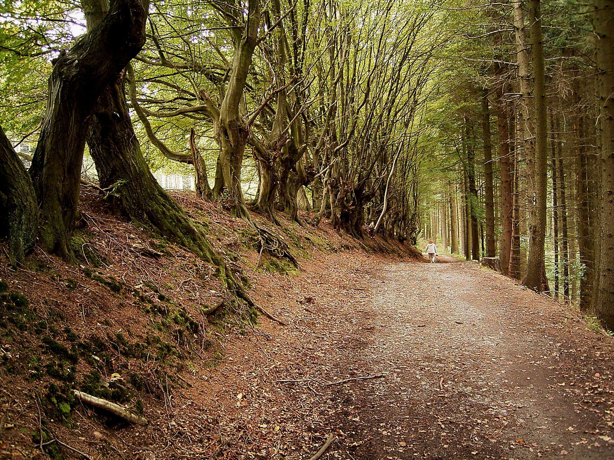 Image of European beech