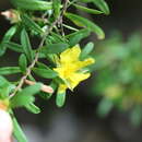 Image of Hibbertia bracteata (DC.) Benth.