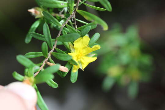 Image of Hibbertia bracteata (DC.) Benth.