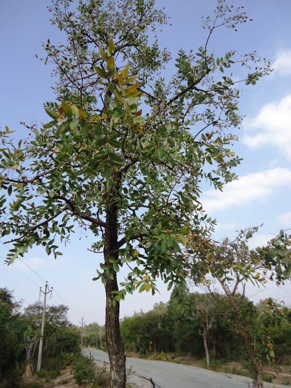 Image of Crape myrtle