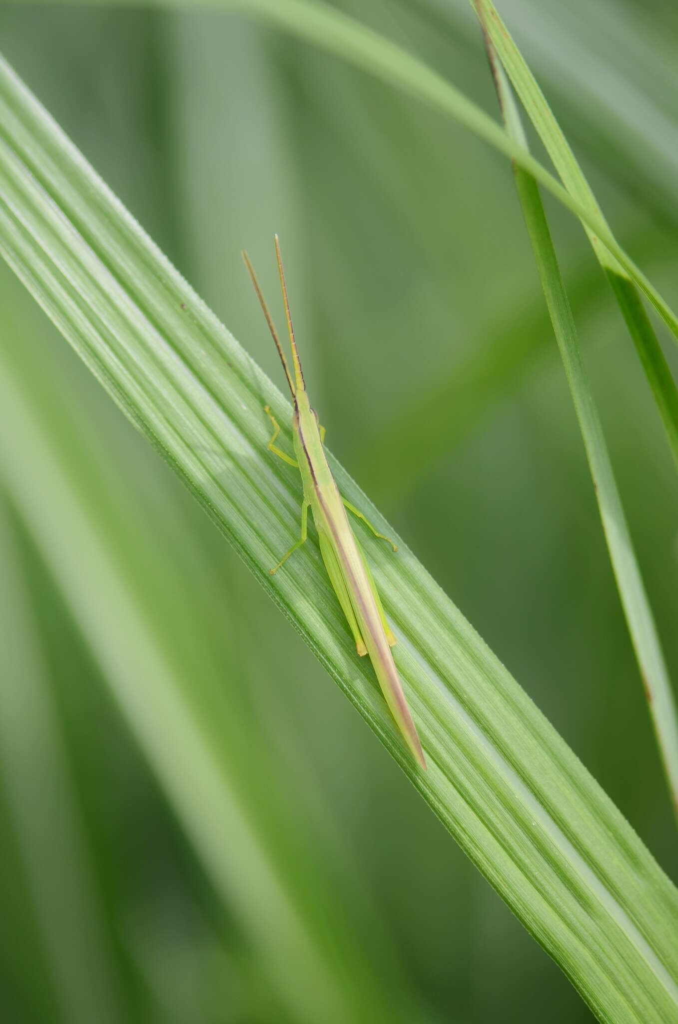 Image of Gonista bicolor (Haan 1842)