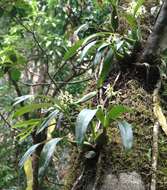 Image of Prosthechea trulla (Rchb. fil.) W. E. Higgins