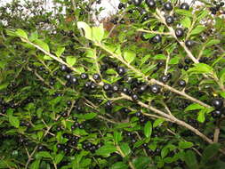 Image of Japanese holly