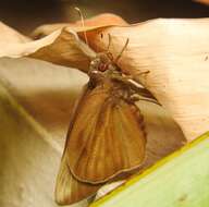 Image of Banana Skipper