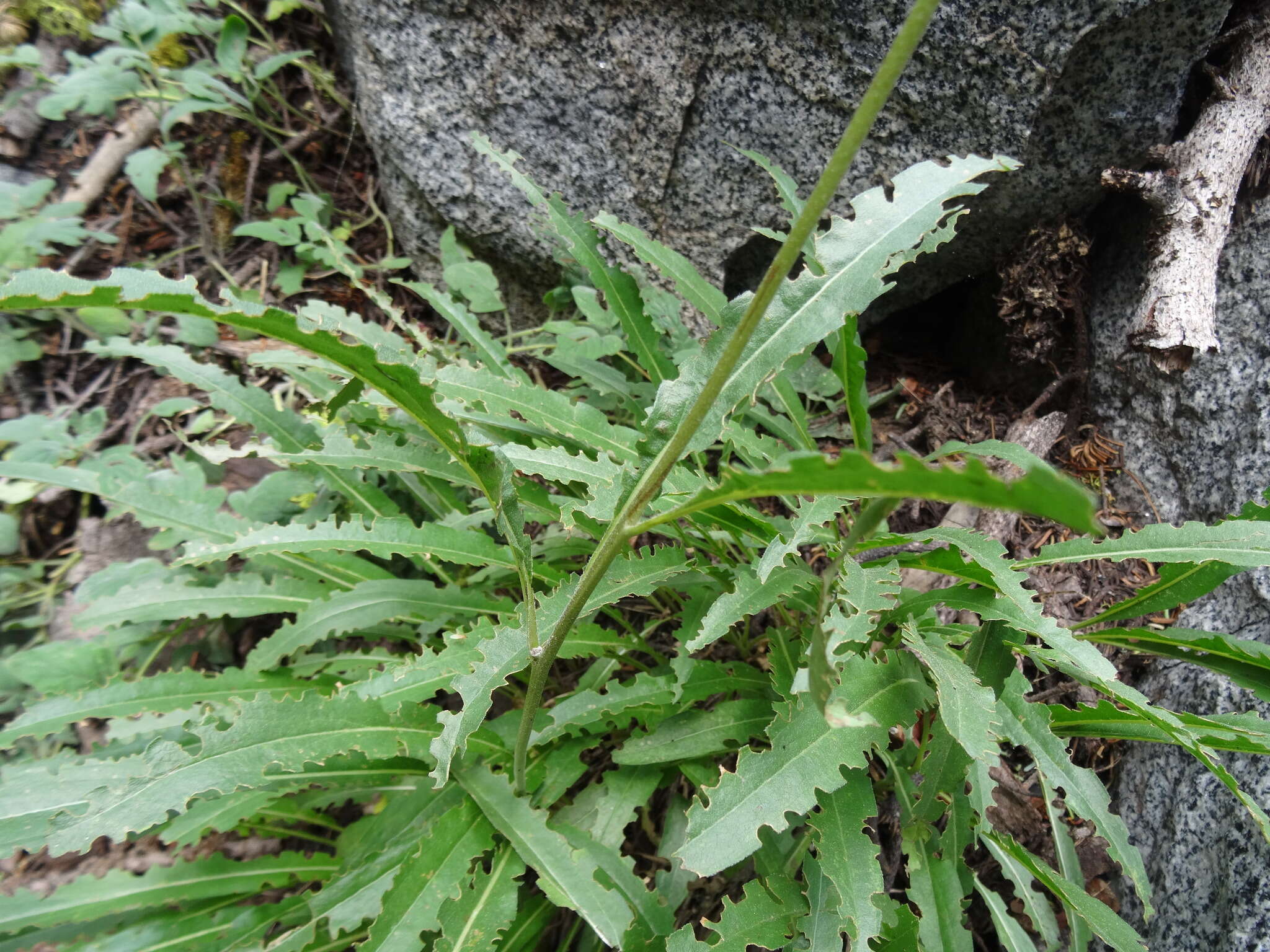 صورة Helianthella californica A. Gray