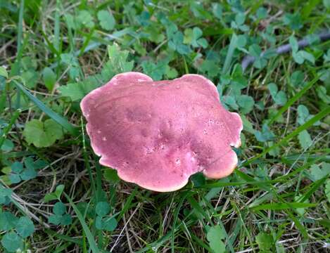 Image of Rubroboletus rhodosanguineus (Both) Kuan Zhao & Zhu L. Yang 2014