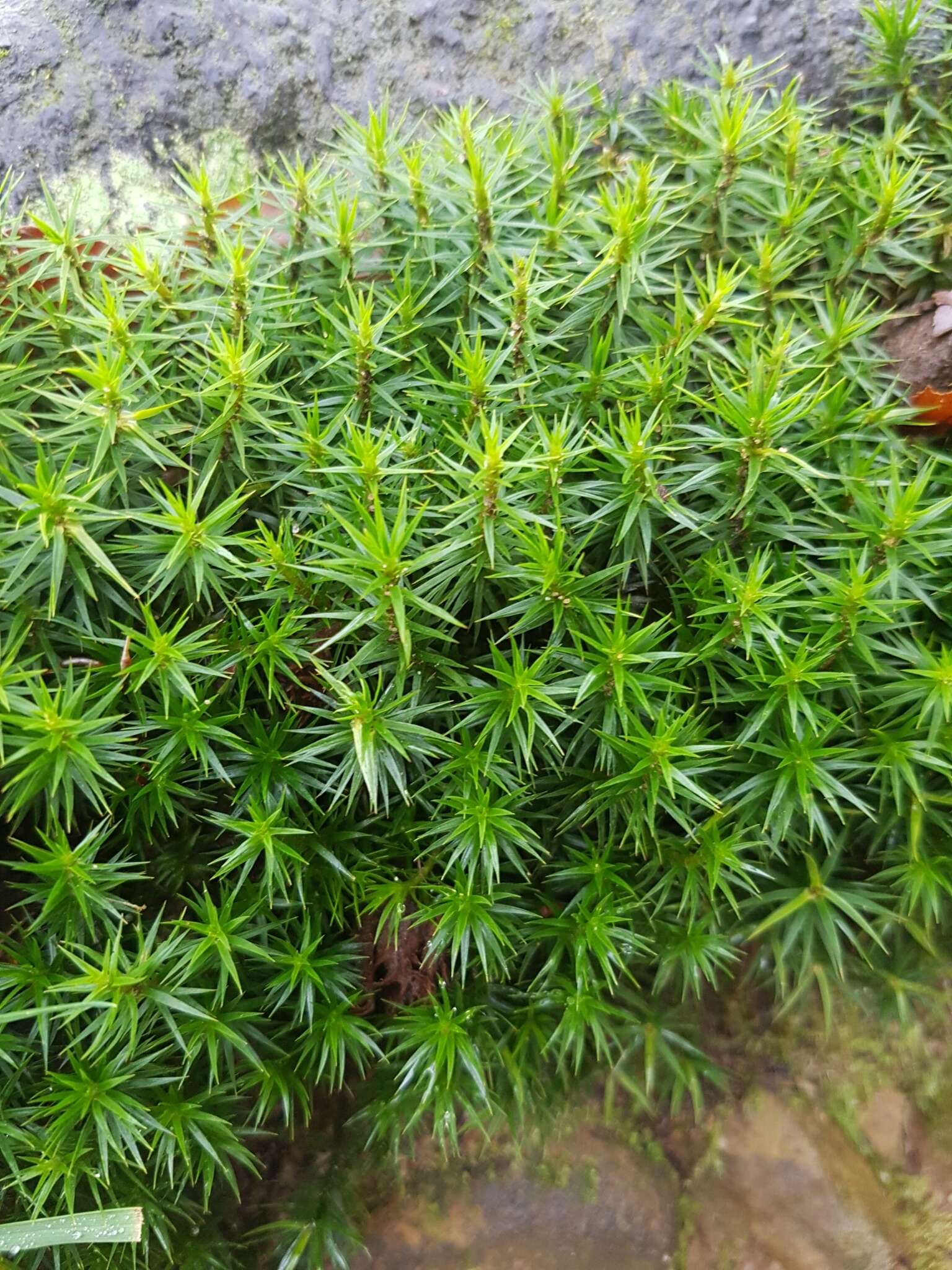 Image of <i>Polytrichum formosum</i>