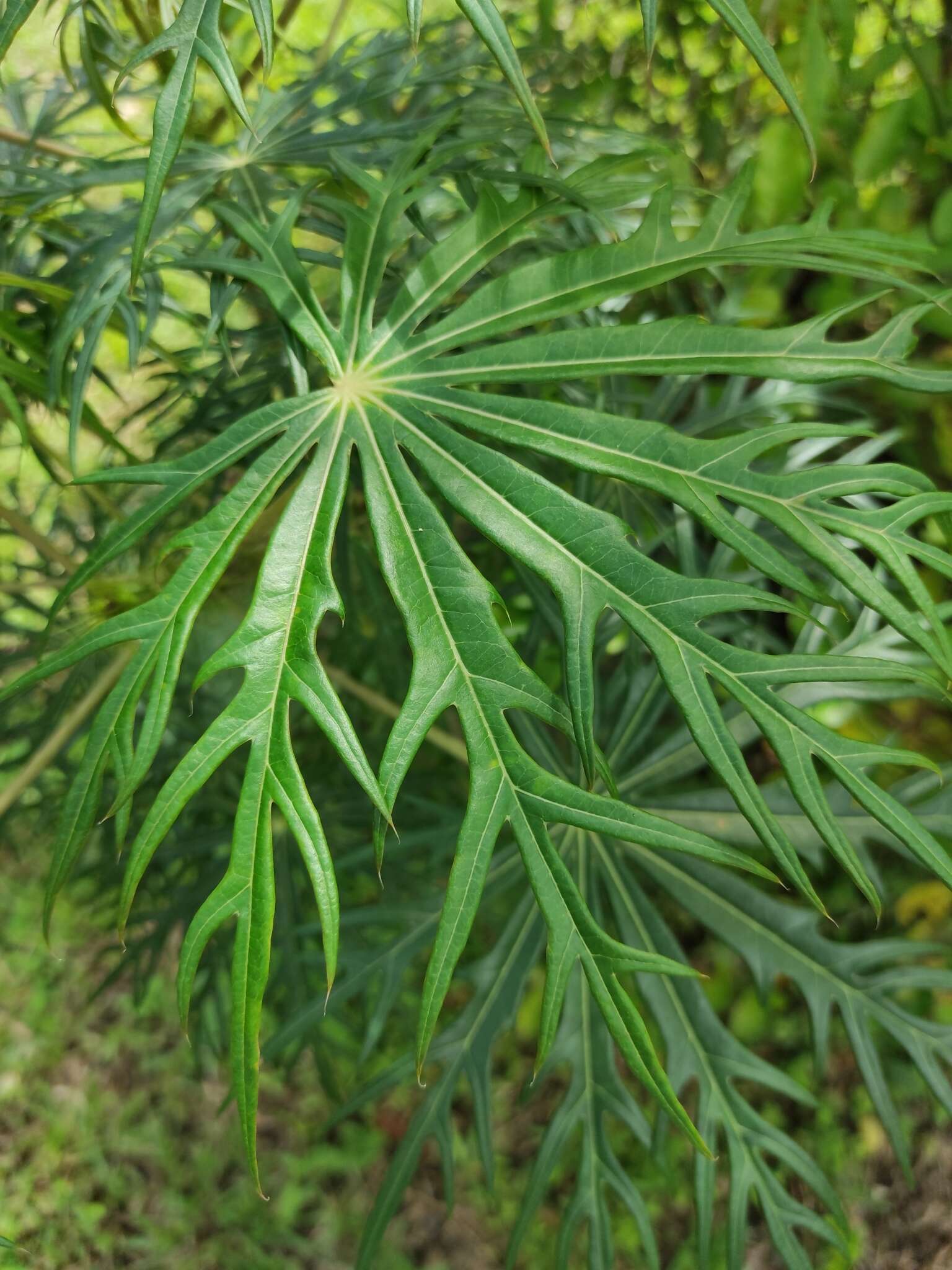 Plancia ëd Jatropha multifida L.