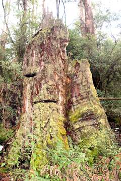 Image de Eucalyptus regnans F. Müll.