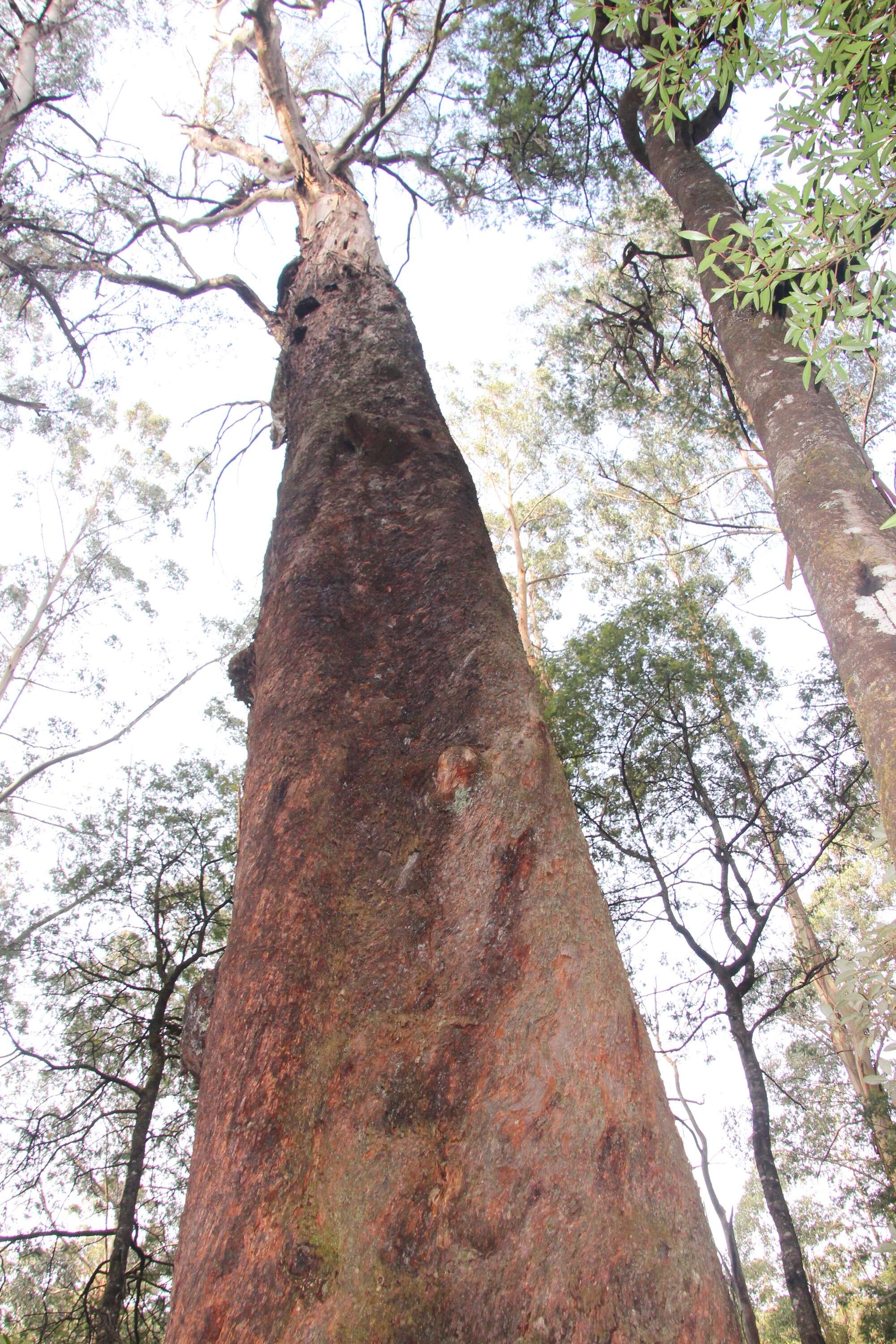 Image of Mountain ash