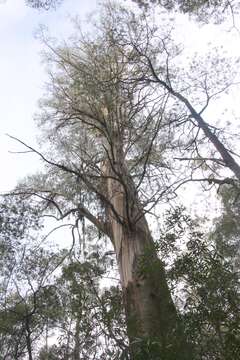 Image of Mountain ash