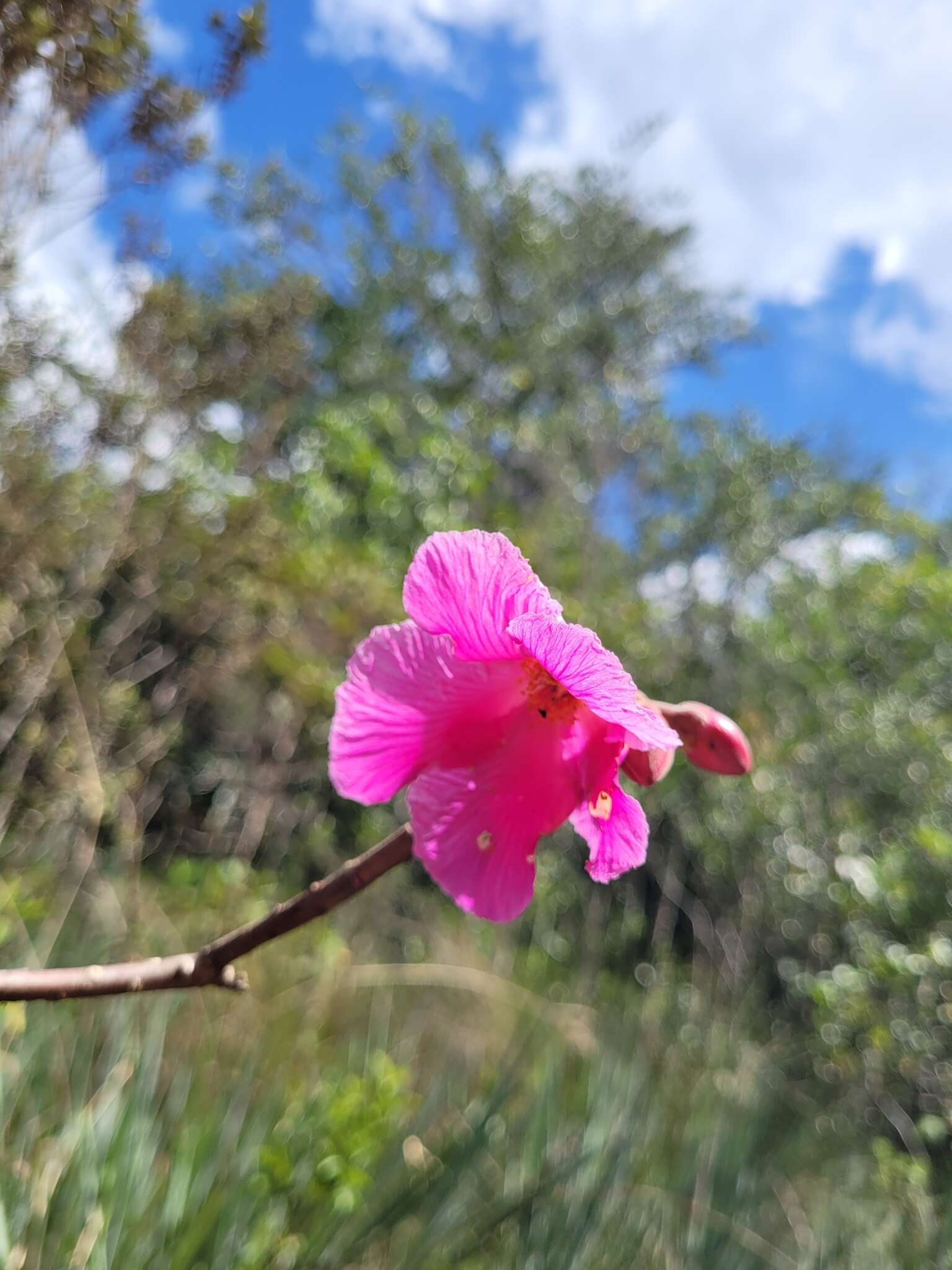 Image of Kielmeyera rubriflora Cambess.