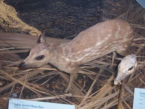 Image of Chevrotain