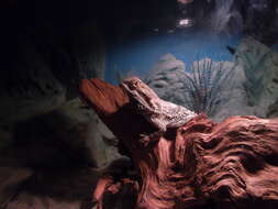 Image of Central bearded dragon
