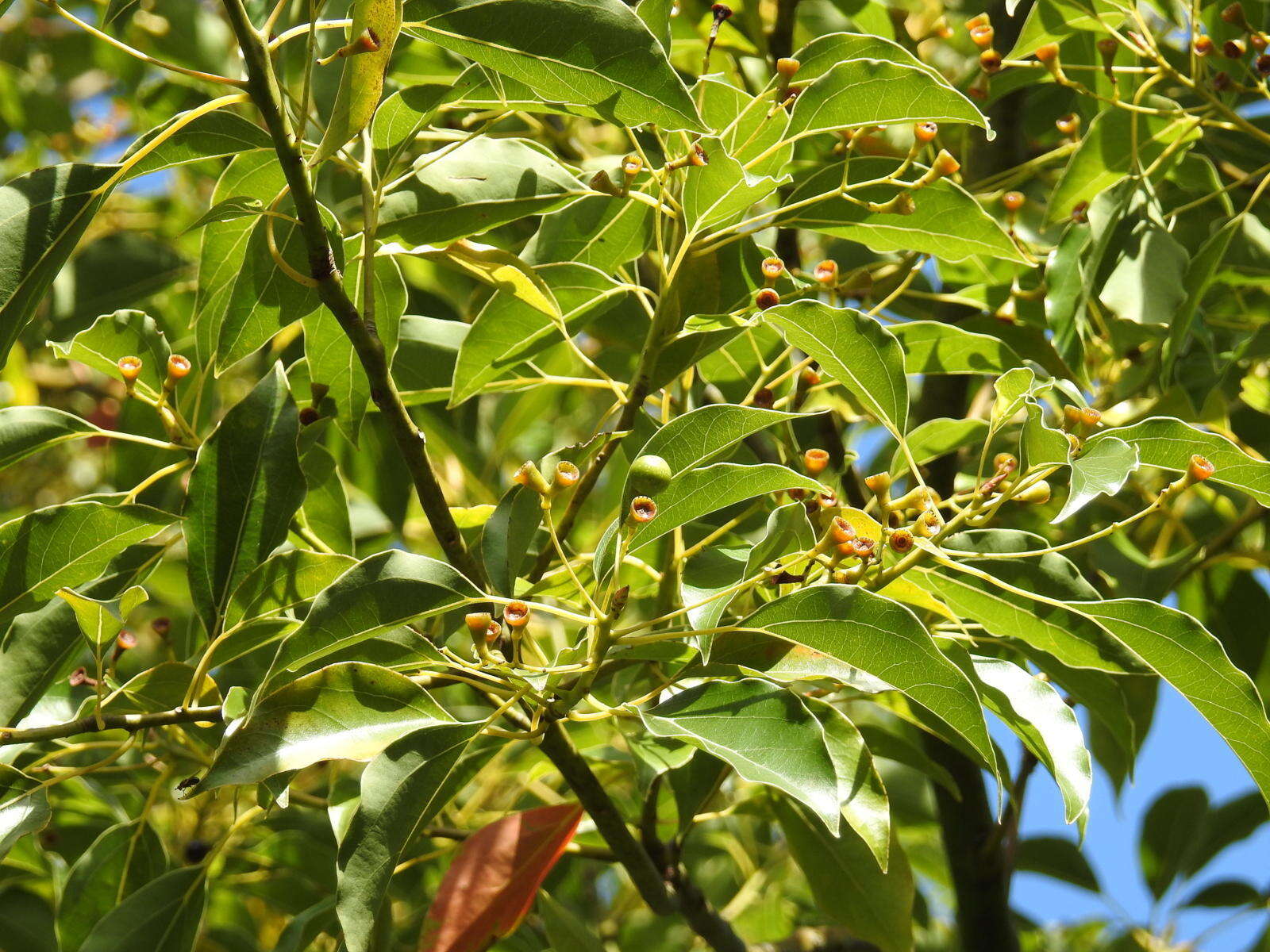 Image of Camphor laurel