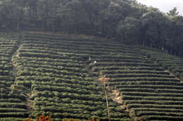 Image of Tea plant