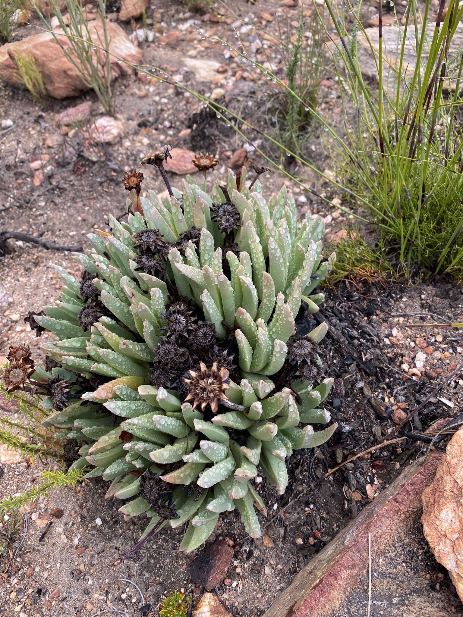 Image of Machairophyllum albidum (L.) Schwant.