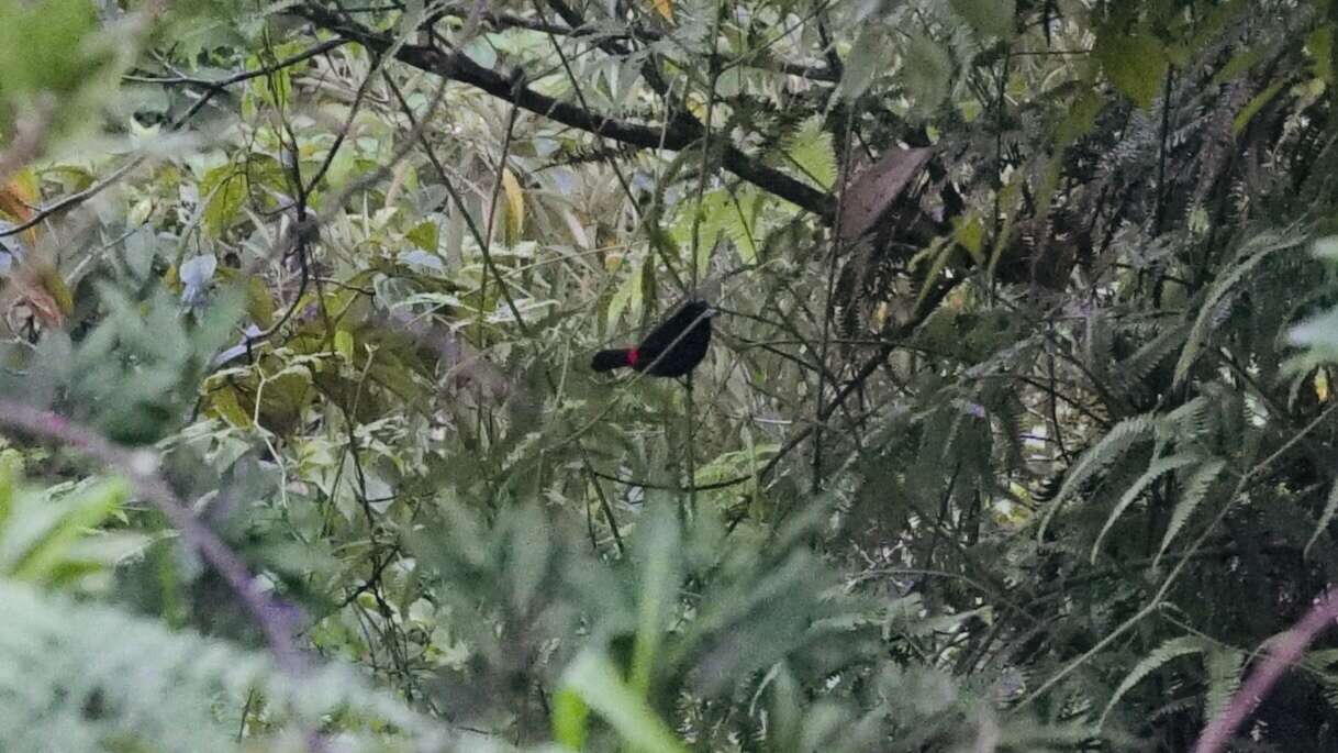 Image de Tangara à croupion rouge