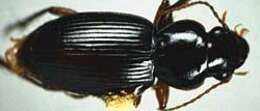 Image de Harpalus (Glanodes) obliquus G. Horn 1880