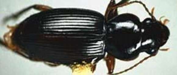 Sivun Harpalus (Glanodes) obliquus G. Horn 1880 kuva