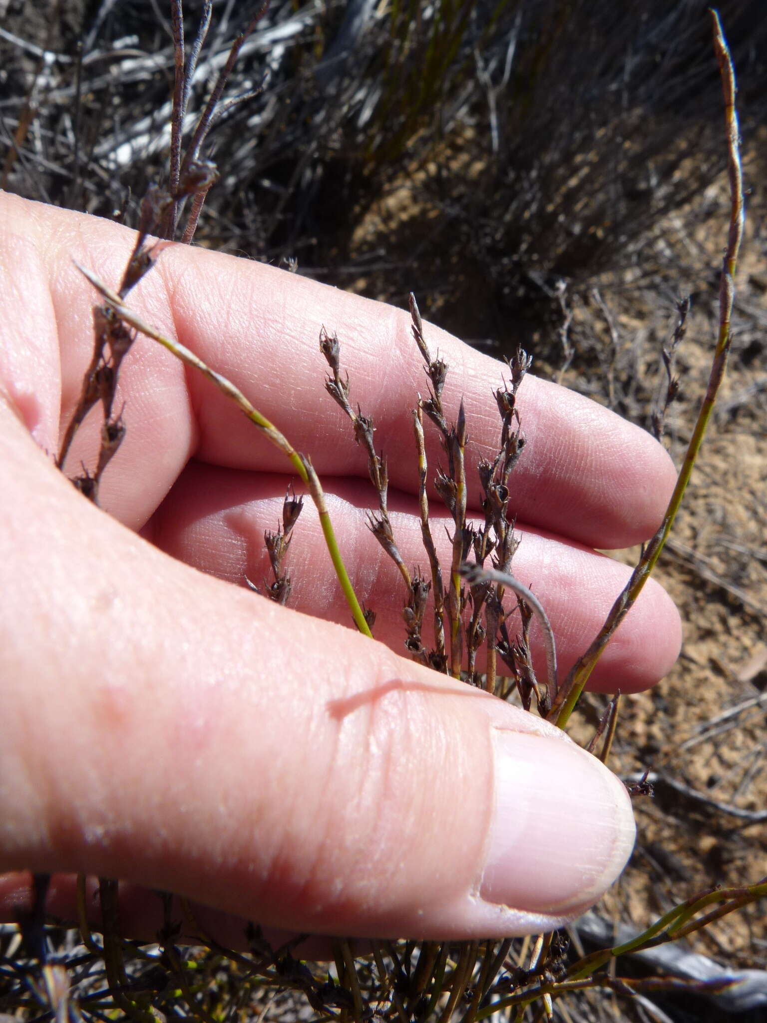 Image of Restio rottboellioides Kunth