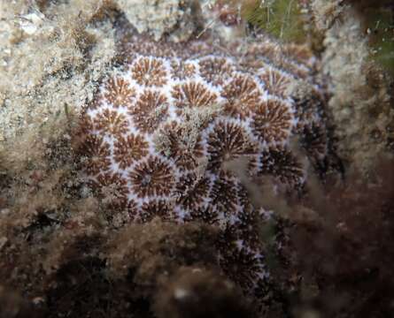 Image of False Pillow Coral