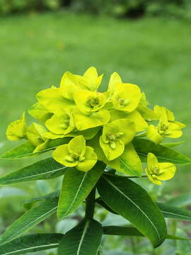 Euphorbia oblongata Griseb. resmi