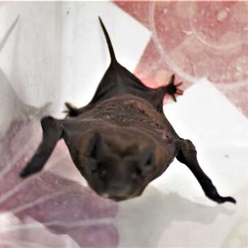 Image of Pallas's Mastiff Bat