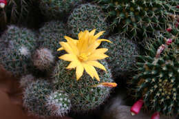 Image de Mammillaria beneckei Ehrenb.