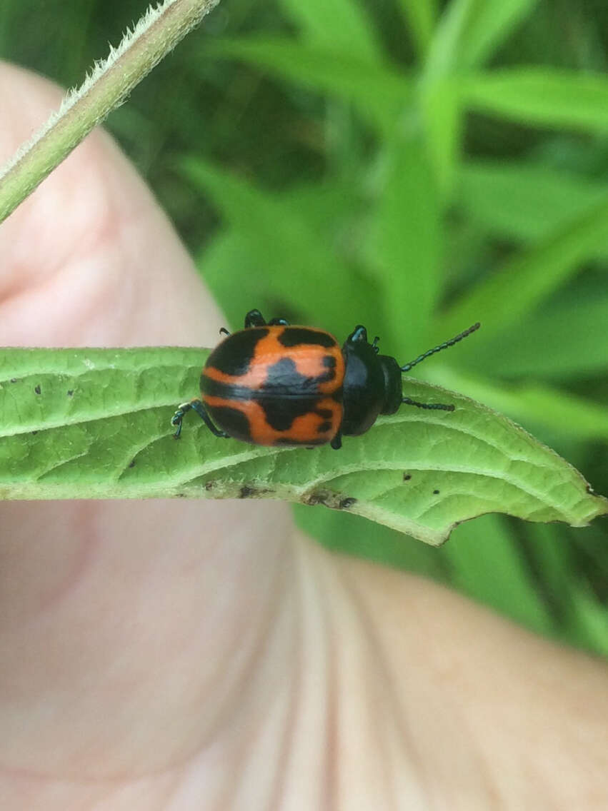 Image of Swamp Milkweed Leaf Beetle