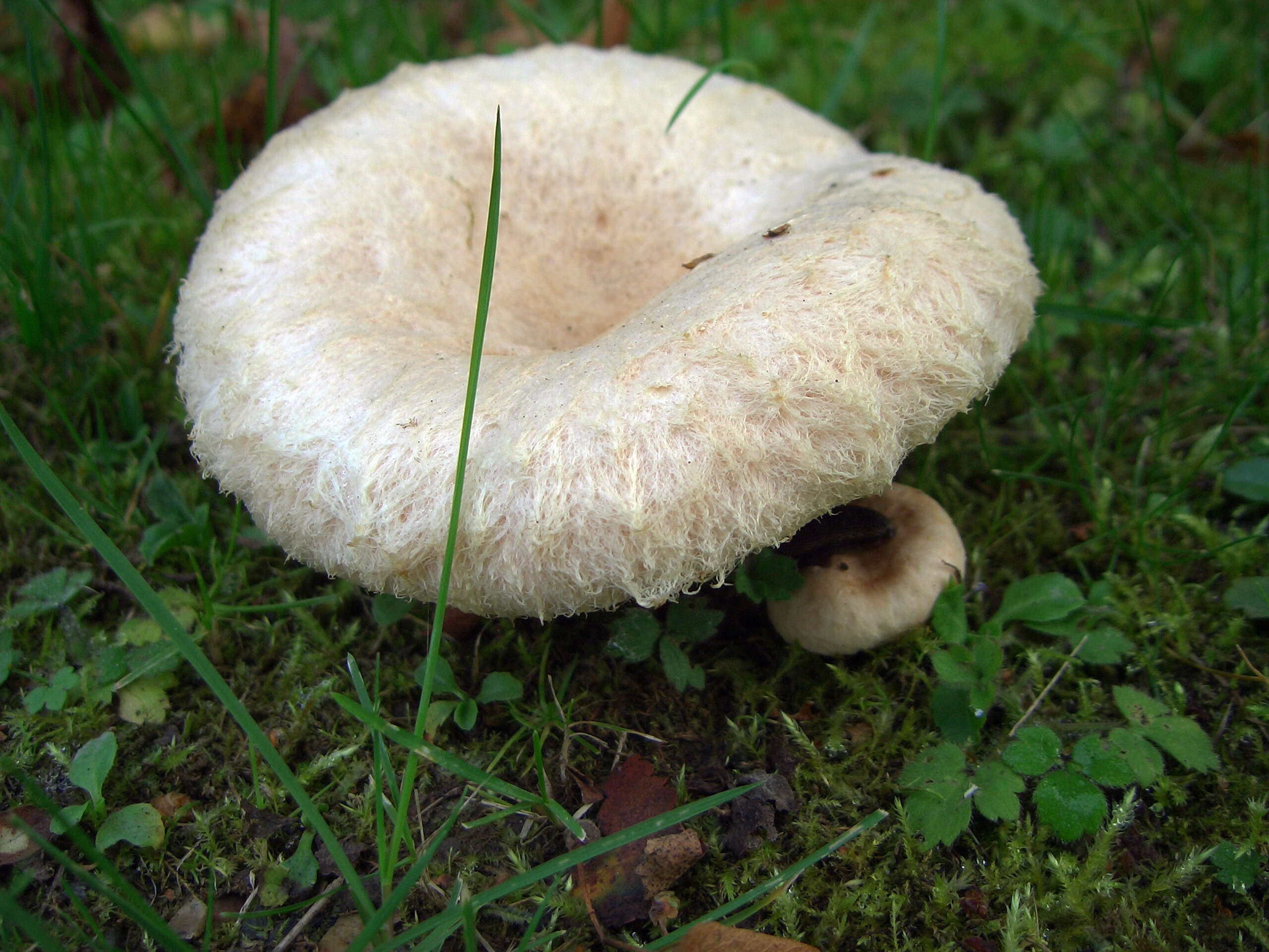 Image of Downy milkcap