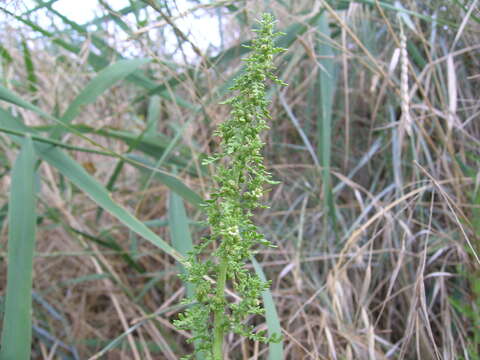 Image of cutleaf goosefoot