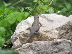 Image of Sceloporus dugesii Bocourt 1873