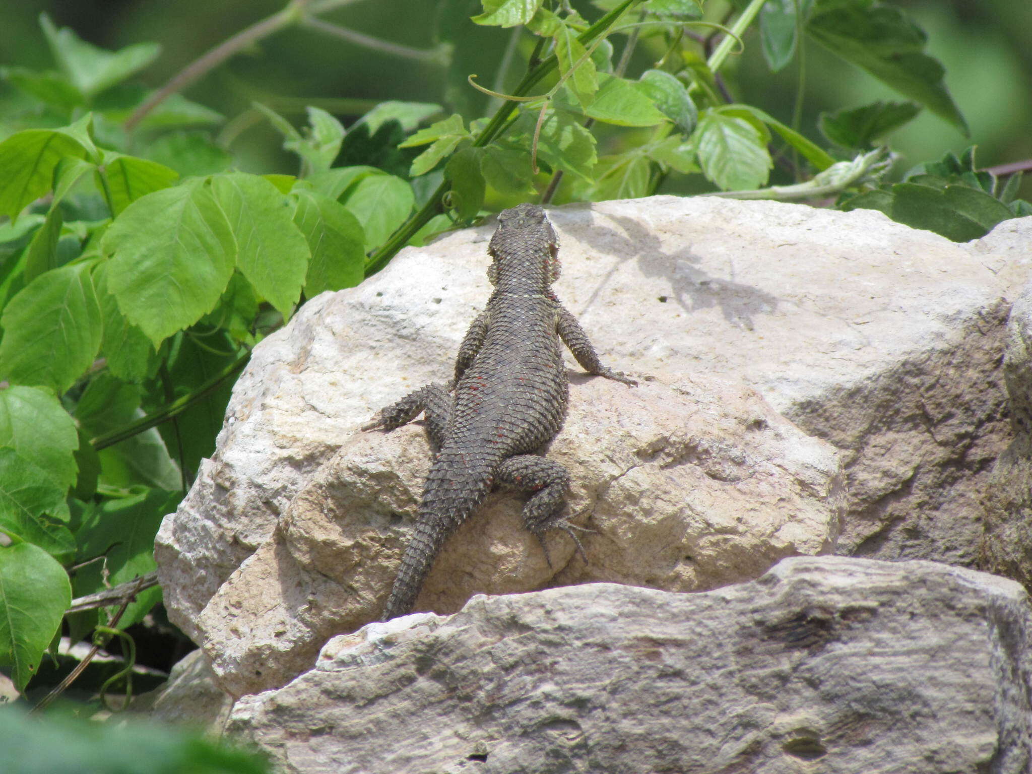 Sivun Sceloporus dugesii Bocourt 1873 kuva