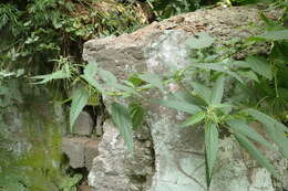 Image of Urtica platyphylla Wedd.