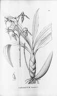 Image of catasetum