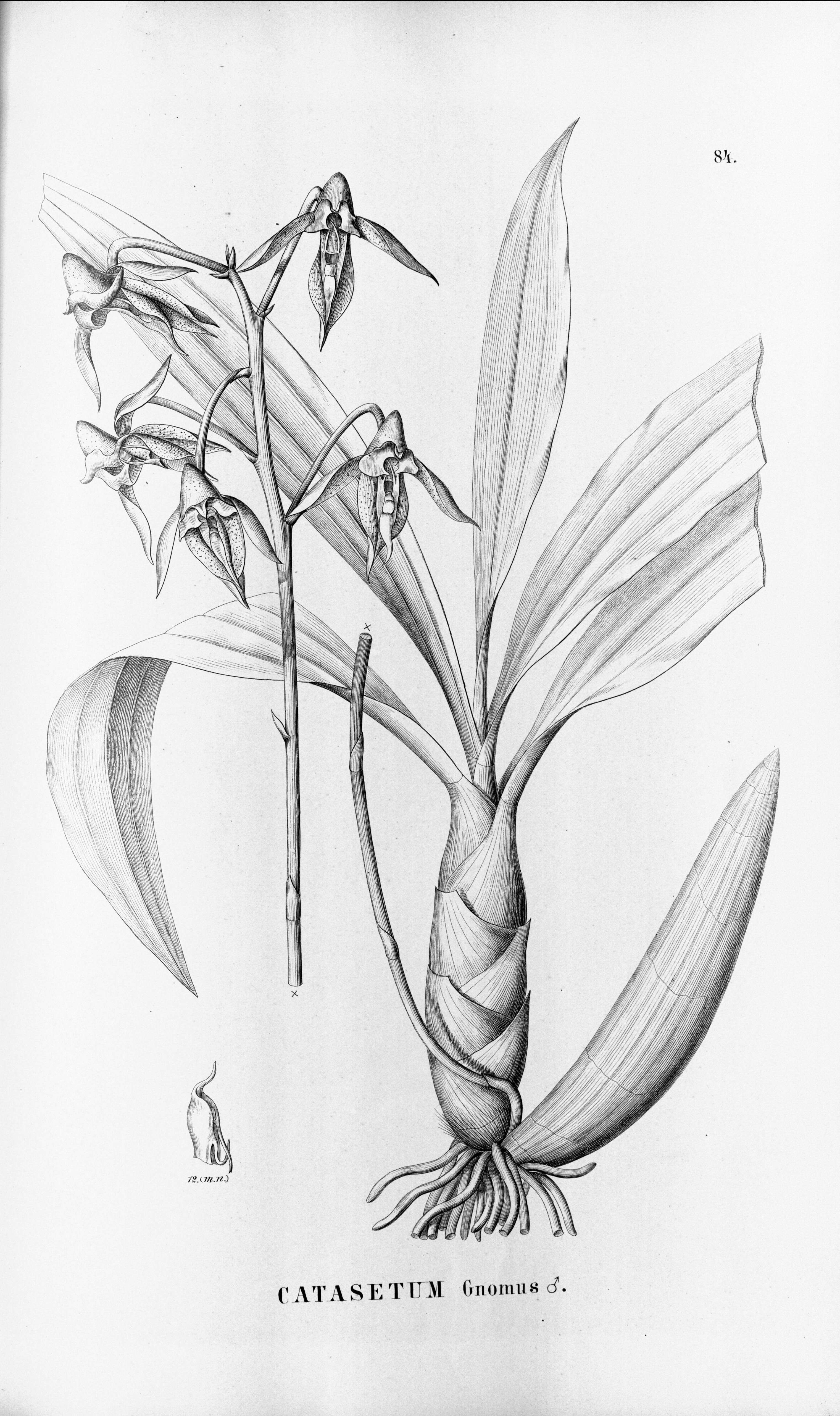 Image of catasetum