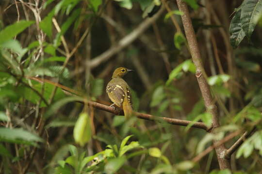 Nicator chloris (Valenciennes 1826)的圖片