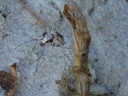 Image of Moustached Tiger Beetle