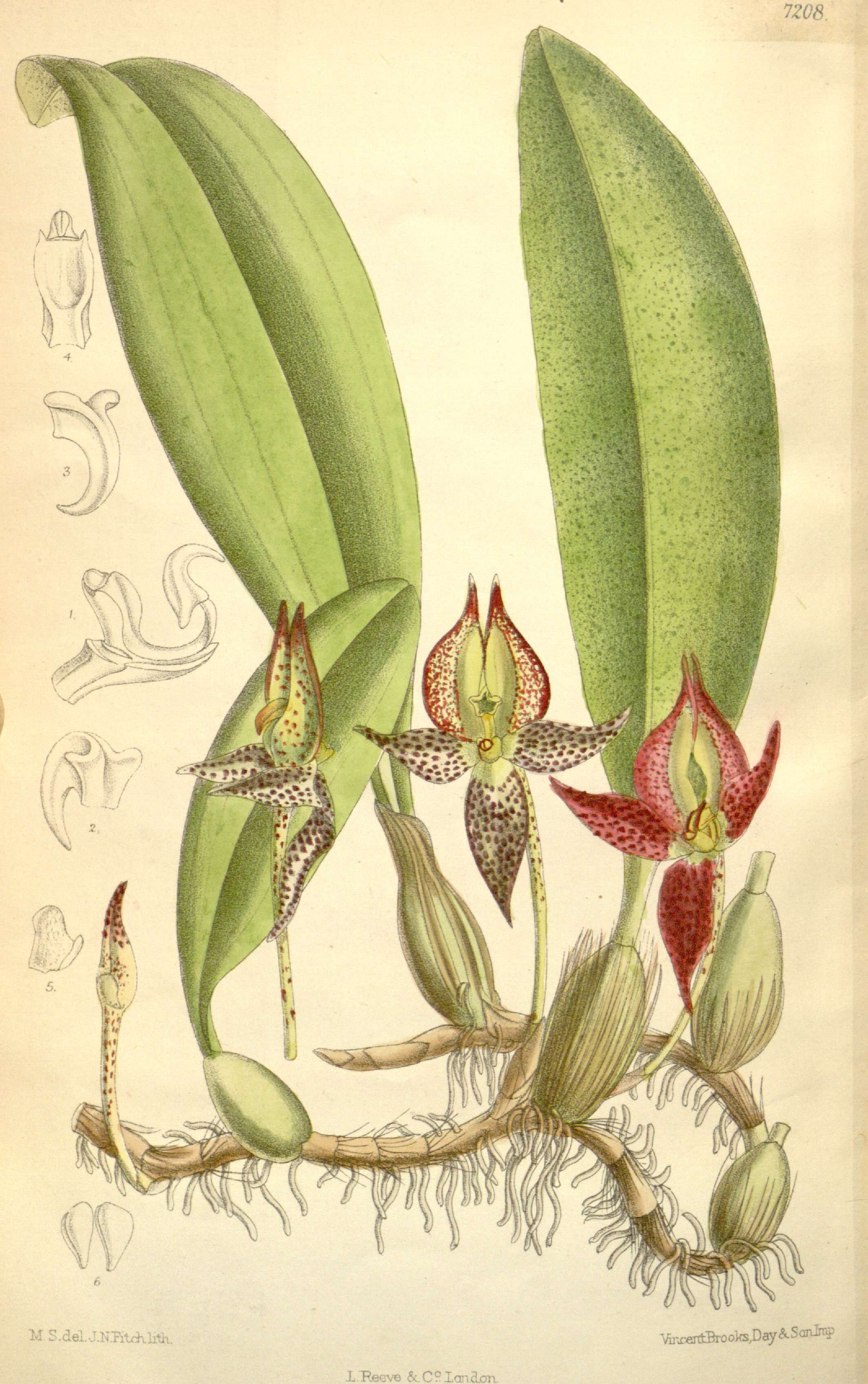 Image of Large Flowered Bulbophyllum