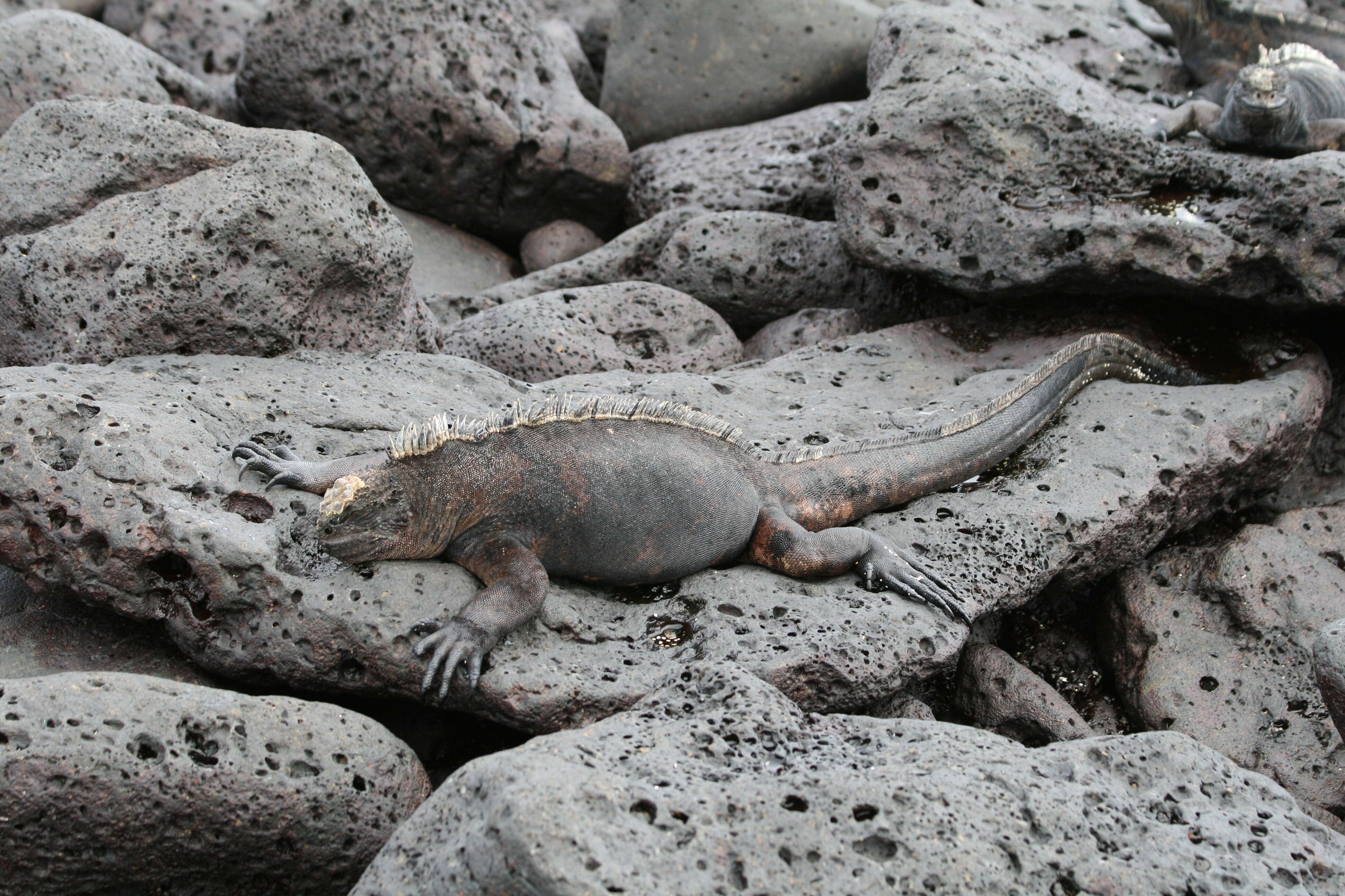 Image of marine iguana