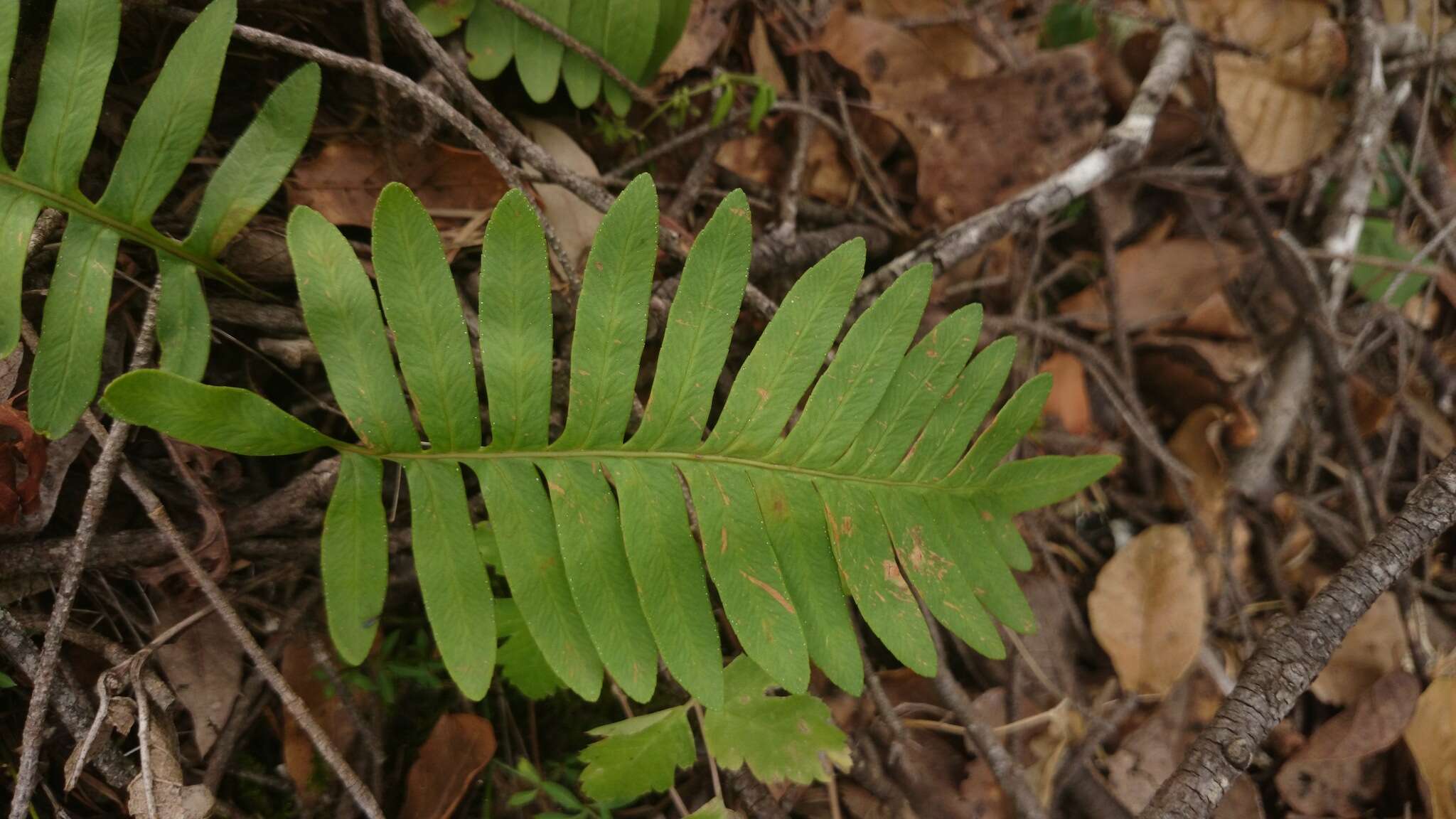 Pleopeltis guttata (Maxon) E. G. Andrews & Windham resmi