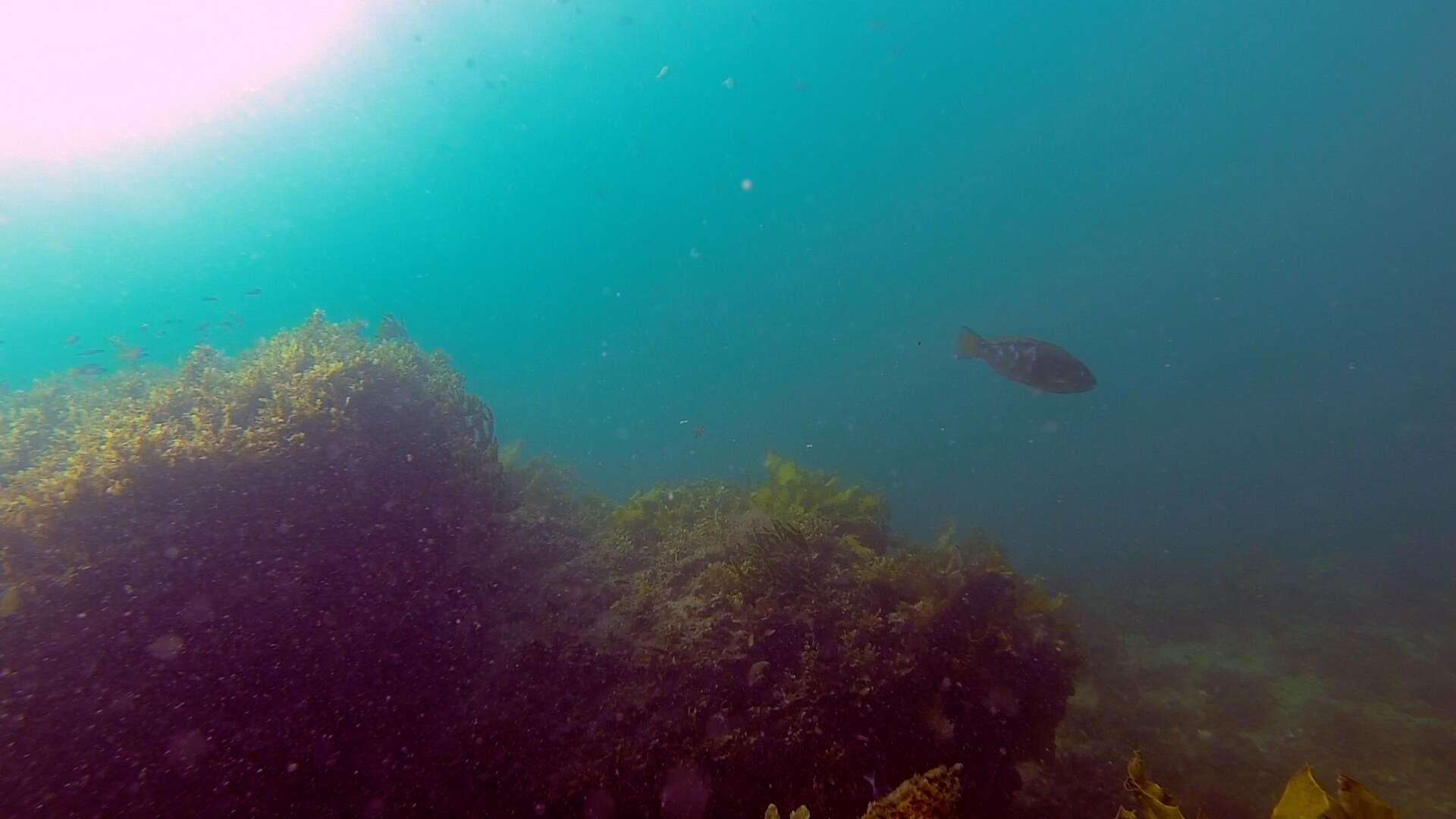 Image of Blue Trim Parrotfish